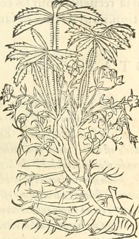 An illustration from [Les six livres de Pedacion Dioscoride d'Anazarbe de la matiere medicinale : translatez de latin en françois : a chacun chapitre sont aioustees certaines annotations fort doctes, & recueillies des plus excellens medecins, anciens, & modernes, 1553, leaf 270