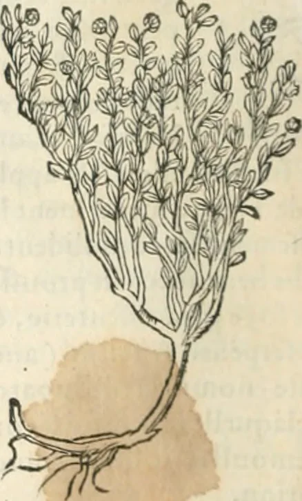 An illustration from [Les six livres de Pedacion Dioscoride d'Anazarbe de la matiere medicinale : translatez de latin en françois : a chacun chapitre sont aioustees certaines annotations fort doctes, & recueillies des plus excellens medecins, anciens, & modernes, 1553, leaf 271