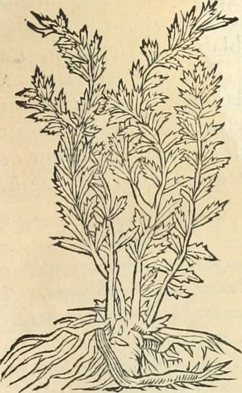 An illustration from [Les six livres de Pedacion Dioscoride d'Anazarbe de la matiere medicinale : translatez de latin en françois : a chacun chapitre sont aioustees certaines annotations fort doctes, & recueillies des plus excellens medecins, anciens, & modernes, 1553, leaf 272