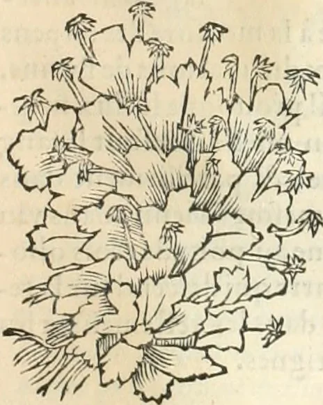 An illustration from [Les six livres de Pedacion Dioscoride d'Anazarbe de la matiere medicinale : translatez de latin en françois : a chacun chapitre sont aioustees certaines annotations fort doctes, & recueillies des plus excellens medecins, anciens, & modernes, 1553, leaf 274