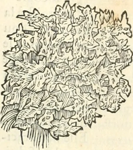 An illustration from [Les six livres de Pedacion Dioscoride d'Anazarbe de la matiere medicinale : translatez de latin en françois : a chacun chapitre sont aioustees certaines annotations fort doctes, & recueillies des plus excellens medecins, anciens, & modernes, 1553, leaf 274