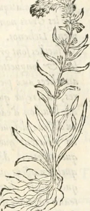 An illustration from [Les six livres de Pedacion Dioscoride d'Anazarbe de la matiere medicinale : translatez de latin en françois : a chacun chapitre sont aioustees certaines annotations fort doctes, & recueillies des plus excellens medecins, anciens, & modernes, 1553, leaf 275