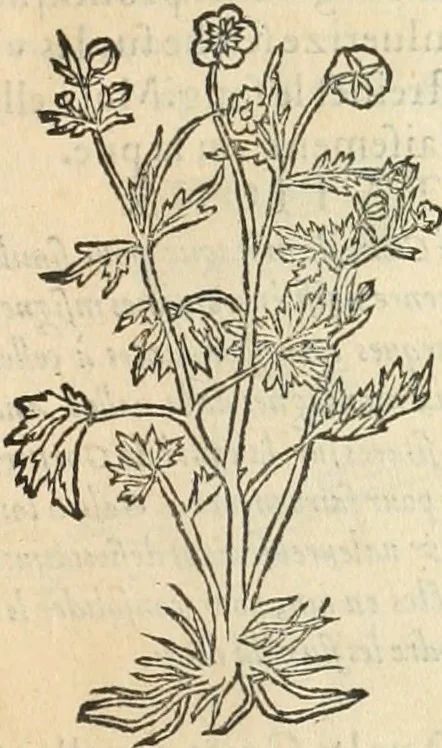 An illustration from [Les six livres de Pedacion Dioscoride d'Anazarbe de la matiere medicinale : translatez de latin en françois : a chacun chapitre sont aioustees certaines annotations fort doctes, & recueillies des plus excellens medecins, anciens, & modernes, 1553, leaf 276