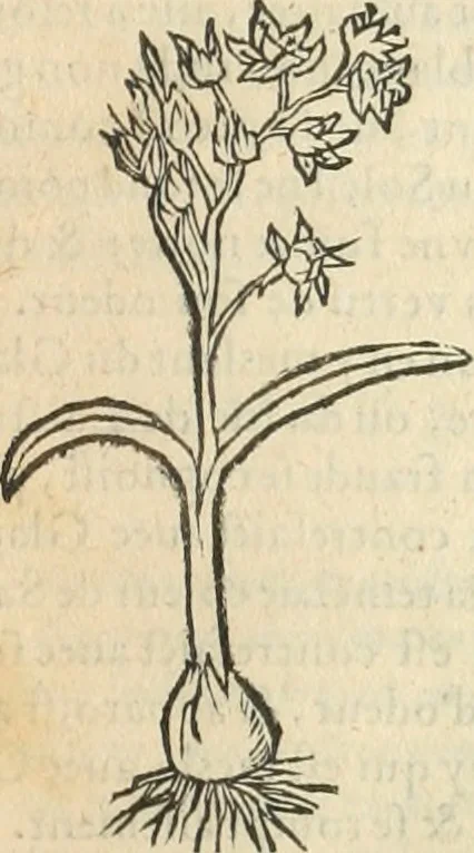 An illustration from [Les six livres de Pedacion Dioscoride d'Anazarbe de la matiere medicinale : translatez de latin en françois : a chacun chapitre sont aioustees certaines annotations fort doctes, & recueillies des plus excellens medecins, anciens, & modernes, 1553, leaf 278