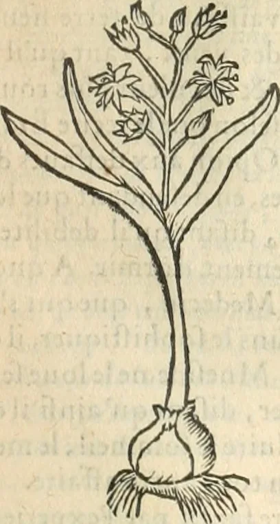 An illustration from [Les six livres de Pedacion Dioscoride d'Anazarbe de la matiere medicinale : translatez de latin en françois : a chacun chapitre sont aioustees certaines annotations fort doctes, & recueillies des plus excellens medecins, anciens, & modernes, 1553, leaf 278