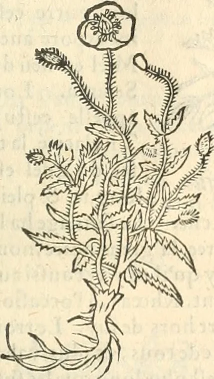 An illustration from [Les six livres de Pedacion Dioscoride d'Anazarbe de la matiere medicinale : translatez de latin en françois : a chacun chapitre sont aioustees certaines annotations fort doctes, & recueillies des plus excellens medecins, anciens, & modernes, 1553, leaf 278