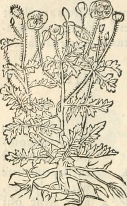 An illustration from [Les six livres de Pedacion Dioscoride d'Anazarbe de la matiere medicinale : translatez de latin en françois : a chacun chapitre sont aioustees certaines annotations fort doctes, & recueillies des plus excellens medecins, anciens, & modernes, 1553, leaf 279