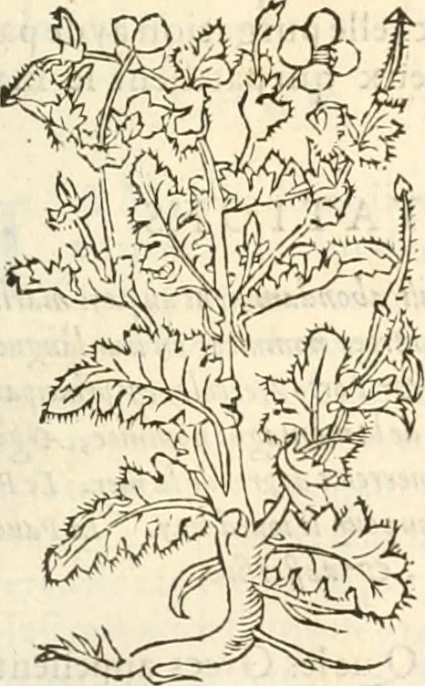 An illustration from [Les six livres de Pedacion Dioscoride d'Anazarbe de la matiere medicinale : translatez de latin en françois : a chacun chapitre sont aioustees certaines annotations fort doctes, & recueillies des plus excellens medecins, anciens, & modernes, 1553, leaf 280