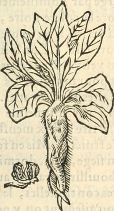 An illustration from [Les six livres de Pedacion Dioscoride d'Anazarbe de la matiere medicinale : translatez de latin en françois : a chacun chapitre sont aioustees certaines annotations fort doctes, & recueillies des plus excellens medecins, anciens, & modernes, 1553, leaf 284