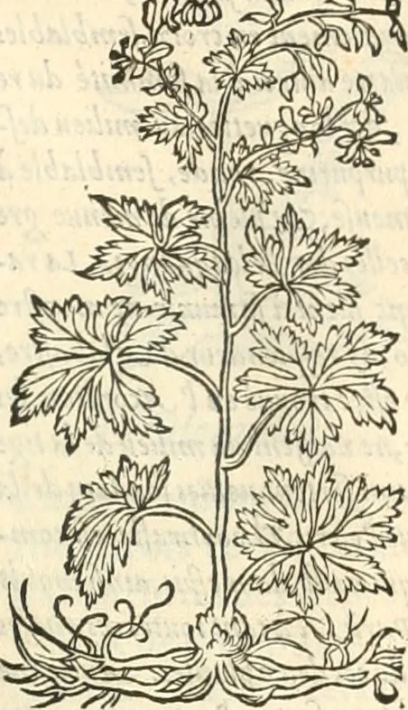 An illustration from [Les six livres de Pedacion Dioscoride d'Anazarbe de la matiere medicinale : translatez de latin en françois : a chacun chapitre sont aioustees certaines annotations fort doctes, & recueillies des plus excellens medecins, anciens, & modernes, 1553, leaf 286