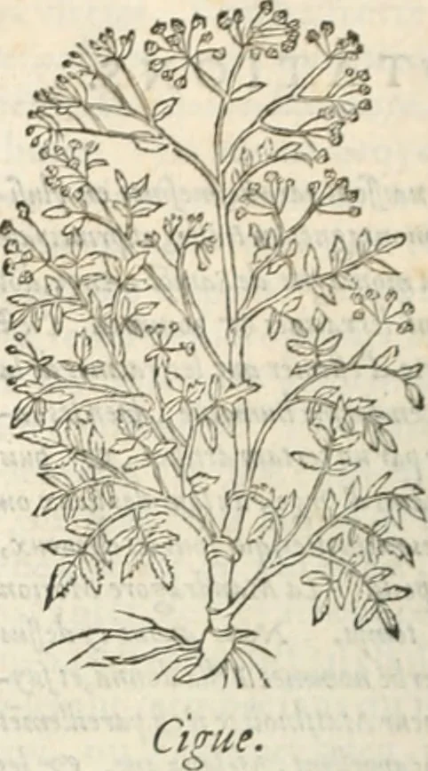 An illustration from [Les six livres de Pedacion Dioscoride d'Anazarbe de la matiere medicinale : translatez de latin en françois : a chacun chapitre sont aioustees certaines annotations fort doctes, & recueillies des plus excellens medecins, anciens, & modernes, 1553, leaf 287