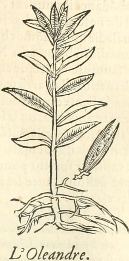 An illustration from [Les six livres de Pedacion Dioscoride d'Anazarbe de la matiere medicinale : translatez de latin en françois : a chacun chapitre sont aioustees certaines annotations fort doctes, & recueillies des plus excellens medecins, anciens, & modernes, 1553, leaf 288