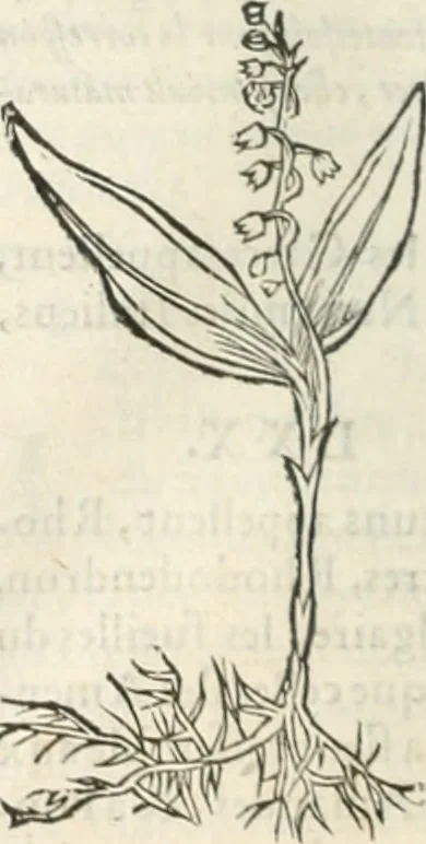 An illustration from [Les six livres de Pedacion Dioscoride d'Anazarbe de la matiere medicinale : translatez de latin en françois : a chacun chapitre sont aioustees certaines annotations fort doctes, & recueillies des plus excellens medecins, anciens, & modernes, 1553, leaf 289