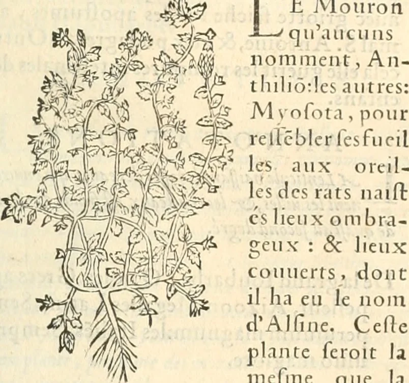 An illustration from [Les six livres de Pedacion Dioscoride d'Anazarbe de la matiere medicinale : translatez de latin en françois : a chacun chapitre sont aioustees certaines annotations fort doctes, & recueillies des plus excellens medecins, anciens, & modernes, 1553, leaf 290