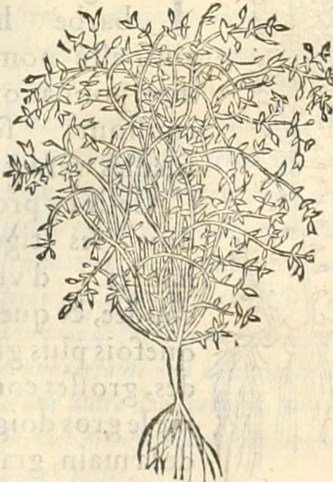 An illustration from [Les six livres de Pedacion Dioscoride d'Anazarbe de la matiere medicinale : translatez de latin en françois : a chacun chapitre sont aioustees certaines annotations fort doctes, & recueillies des plus excellens medecins, anciens, & modernes, 1553, leaf 290