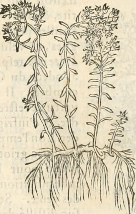 An illustration from [Les six livres de Pedacion Dioscoride d'Anazarbe de la matiere medicinale : translatez de latin en françois : a chacun chapitre sont aioustees certaines annotations fort doctes, & recueillies des plus excellens medecins, anciens, & modernes, 1553, leaf 291
