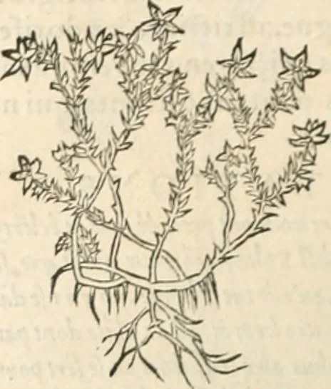 An illustration from [Les six livres de Pedacion Dioscoride d'Anazarbe de la matiere medicinale : translatez de latin en françois : a chacun chapitre sont aioustees certaines annotations fort doctes, & recueillies des plus excellens medecins, anciens, & modernes, 1553, leaf 291