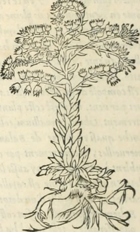 An illustration from [Les six livres de Pedacion Dioscoride d'Anazarbe de la matiere medicinale : translatez de latin en françois : a chacun chapitre sont aioustees certaines annotations fort doctes, & recueillies des plus excellens medecins, anciens, & modernes, 1553, leaf 291