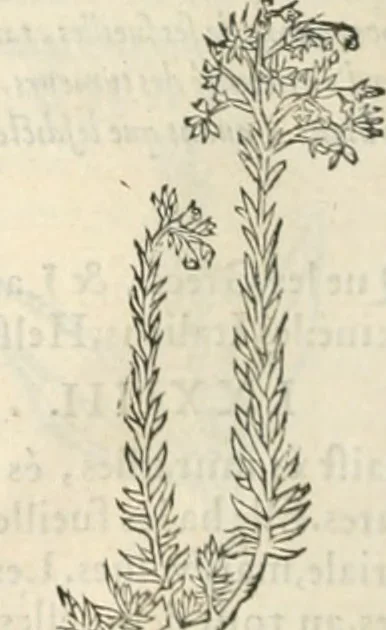An illustration from [Les six livres de Pedacion Dioscoride d'Anazarbe de la matiere medicinale : translatez de latin en françois : a chacun chapitre sont aioustees certaines annotations fort doctes, & recueillies des plus excellens medecins, anciens, & modernes, 1553, leaf 291