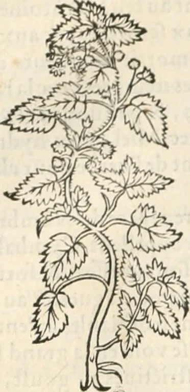 An illustration from [Les six livres de Pedacion Dioscoride d'Anazarbe de la matiere medicinale : translatez de latin en françois : a chacun chapitre sont aioustees certaines annotations fort doctes, & recueillies des plus excellens medecins, anciens, & modernes, 1553, leaf 293