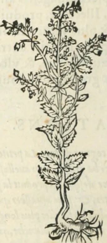 An illustration from [Les six livres de Pedacion Dioscoride d'Anazarbe de la matiere medicinale : translatez de latin en françois : a chacun chapitre sont aioustees certaines annotations fort doctes, & recueillies des plus excellens medecins, anciens, & modernes, 1553, leaf 293