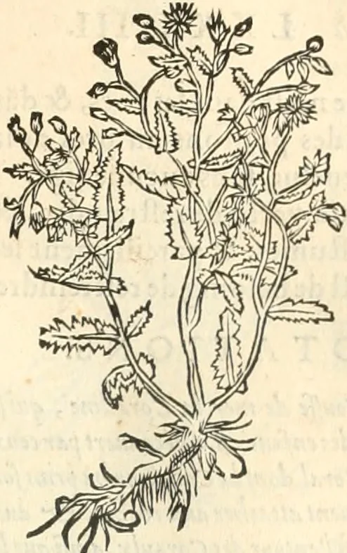 An illustration from [Les six livres de Pedacion Dioscoride d'Anazarbe de la matiere medicinale : translatez de latin en françois : a chacun chapitre sont aioustees certaines annotations fort doctes, & recueillies des plus excellens medecins, anciens, & modernes, 1553, leaf 294