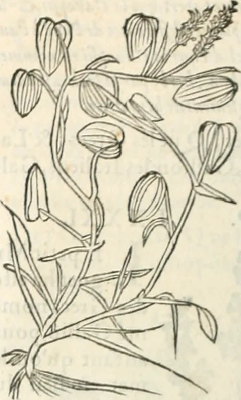 An illustration from [Les six livres de Pedacion Dioscoride d'Anazarbe de la matiere medicinale : translatez de latin en françois : a chacun chapitre sont aioustees certaines annotations fort doctes, & recueillies des plus excellens medecins, anciens, & modernes, 1553, leaf 295