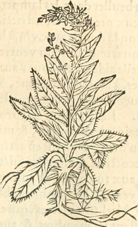 An illustration from [Les six livres de Pedacion Dioscoride d'Anazarbe de la matiere medicinale : translatez de latin en françois : a chacun chapitre sont aioustees certaines annotations fort doctes, & recueillies des plus excellens medecins, anciens, & modernes, 1553, leaf 296