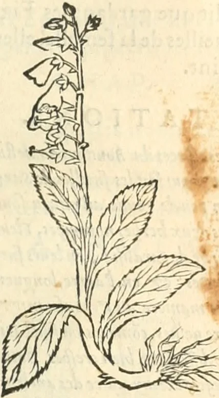 An illustration from [Les six livres de Pedacion Dioscoride d'Anazarbe de la matiere medicinale : translatez de latin en françois : a chacun chapitre sont aioustees certaines annotations fort doctes, & recueillies des plus excellens medecins, anciens, & modernes, 1553, leaf 296