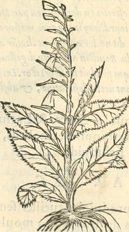 An illustration from [Les six livres de Pedacion Dioscoride d'Anazarbe de la matiere medicinale : translatez de latin en françois : a chacun chapitre sont aioustees certaines annotations fort doctes, & recueillies des plus excellens medecins, anciens, & modernes, 1553, leaf 296