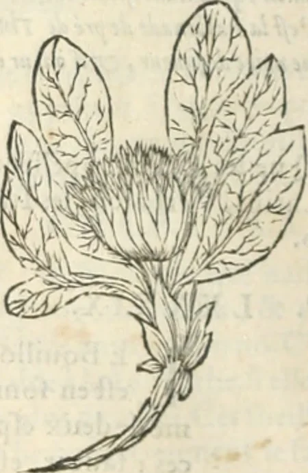 An illustration from [Les six livres de Pedacion Dioscoride d'Anazarbe de la matiere medicinale : translatez de latin en françois : a chacun chapitre sont aioustees certaines annotations fort doctes, & recueillies des plus excellens medecins, anciens, & modernes, 1553, leaf 297