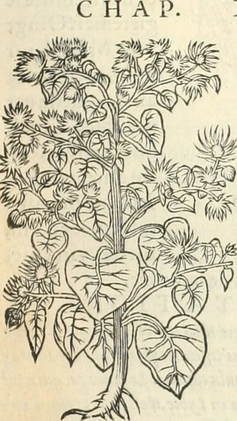 An illustration from [Les six livres de Pedacion Dioscoride d'Anazarbe de la matiere medicinale : translatez de latin en françois : a chacun chapitre sont aioustees certaines annotations fort doctes, & recueillies des plus excellens medecins, anciens, & modernes, 1553, leaf 298