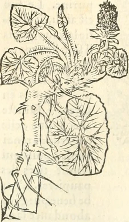 An illustration from [Les six livres de Pedacion Dioscoride d'Anazarbe de la matiere medicinale : translatez de latin en françois : a chacun chapitre sont aioustees certaines annotations fort doctes, & recueillies des plus excellens medecins, anciens, & modernes, 1553, leaf 298