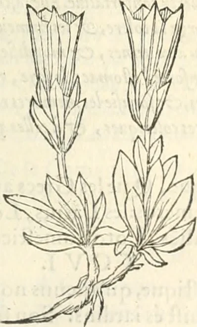 An illustration from [Les six livres de Pedacion Dioscoride d'Anazarbe de la matiere medicinale : translatez de latin en françois : a chacun chapitre sont aioustees certaines annotations fort doctes, & recueillies des plus excellens medecins, anciens, & modernes, 1553, leaf 298