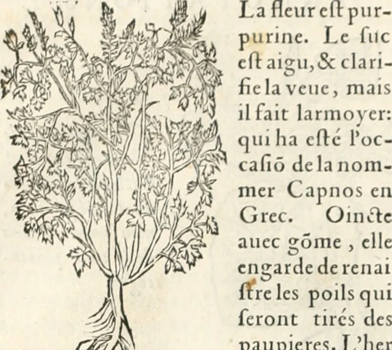 An illustration from [Les six livres de Pedacion Dioscoride d'Anazarbe de la matiere medicinale : translatez de latin en françois : a chacun chapitre sont aioustees certaines annotations fort doctes, & recueillies des plus excellens medecins, anciens, & modernes, 1553, leaf 299