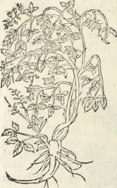 An illustration from [Les six livres de Pedacion Dioscoride d'Anazarbe de la matiere medicinale : translatez de latin en françois : a chacun chapitre sont aioustees certaines annotations fort doctes, & recueillies des plus excellens medecins, anciens, & modernes, 1553, leaf 299