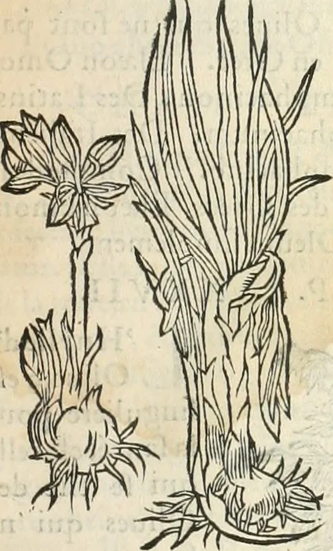 An illustration from [Les six livres de Pedacion Dioscoride d'Anazarbe de la matiere medicinale : translatez de latin en françois : a chacun chapitre sont aioustees certaines annotations fort doctes, & recueillies des plus excellens medecins, anciens, & modernes, 1553, leaf 30
