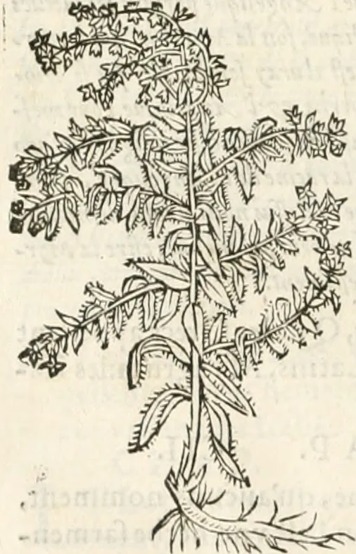 An illustration from [Les six livres de Pedacion Dioscoride d'Anazarbe de la matiere medicinale : translatez de latin en françois : a chacun chapitre sont aioustees certaines annotations fort doctes, & recueillies des plus excellens medecins, anciens, & modernes, 1553, leaf 301