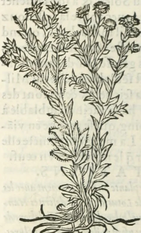 An illustration from [Les six livres de Pedacion Dioscoride d'Anazarbe de la matiere medicinale : translatez de latin en françois : a chacun chapitre sont aioustees certaines annotations fort doctes, & recueillies des plus excellens medecins, anciens, & modernes, 1553, leaf 301