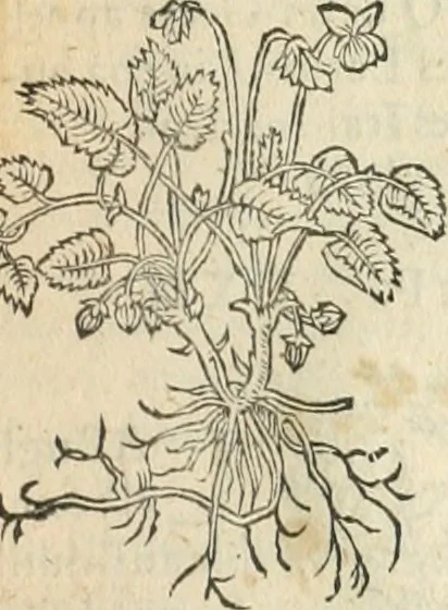 An illustration from [Les six livres de Pedacion Dioscoride d'Anazarbe de la matiere medicinale : translatez de latin en françois : a chacun chapitre sont aioustees certaines annotations fort doctes, & recueillies des plus excellens medecins, anciens, & modernes, 1553, leaf 302
