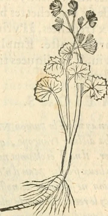 An illustration from [Les six livres de Pedacion Dioscoride d'Anazarbe de la matiere medicinale : translatez de latin en françois : a chacun chapitre sont aioustees certaines annotations fort doctes, & recueillies des plus excellens medecins, anciens, & modernes, 1553, leaf 302