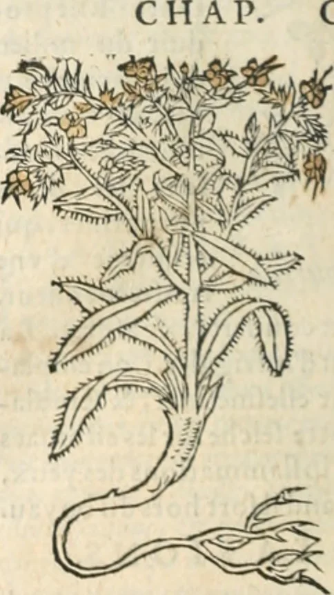 An illustration from [Les six livres de Pedacion Dioscoride d'Anazarbe de la matiere medicinale : translatez de latin en françois : a chacun chapitre sont aioustees certaines annotations fort doctes, & recueillies des plus excellens medecins, anciens, & modernes, 1553, leaf 303