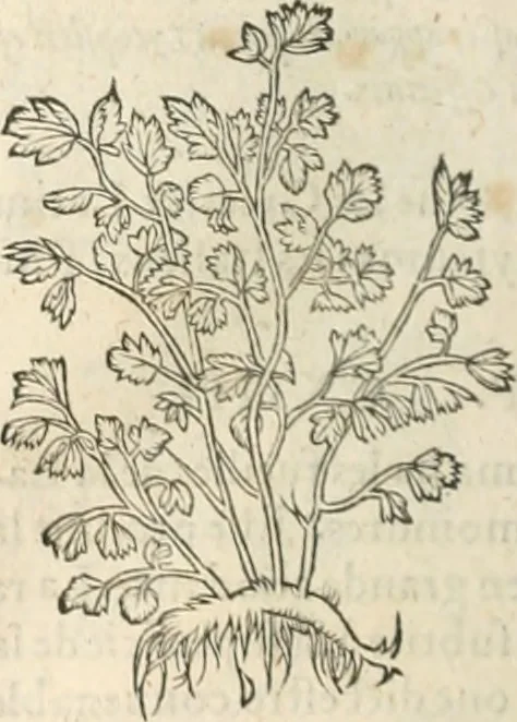 An illustration from [Les six livres de Pedacion Dioscoride d'Anazarbe de la matiere medicinale : translatez de latin en françois : a chacun chapitre sont aioustees certaines annotations fort doctes, & recueillies des plus excellens medecins, anciens, & modernes, 1553, leaf 305