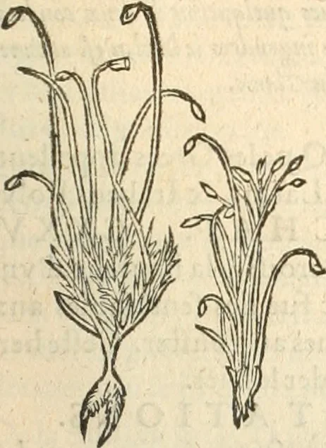 An illustration from [Les six livres de Pedacion Dioscoride d'Anazarbe de la matiere medicinale : translatez de latin en françois : a chacun chapitre sont aioustees certaines annotations fort doctes, & recueillies des plus excellens medecins, anciens, & modernes, 1553, leaf 306