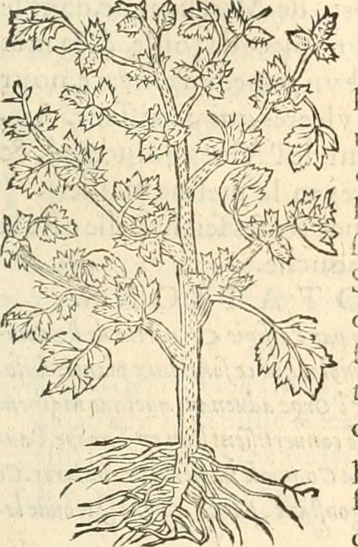 An illustration from [Les six livres de Pedacion Dioscoride d'Anazarbe de la matiere medicinale : translatez de latin en françois : a chacun chapitre sont aioustees certaines annotations fort doctes, & recueillies des plus excellens medecins, anciens, & modernes, 1553, leaf 306