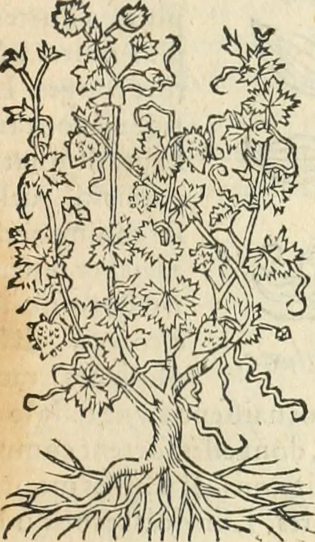 An illustration from [Les six livres de Pedacion Dioscoride d'Anazarbe de la matiere medicinale : translatez de latin en françois : a chacun chapitre sont aioustees certaines annotations fort doctes, & recueillies des plus excellens medecins, anciens, & modernes, 1553, leaf 308