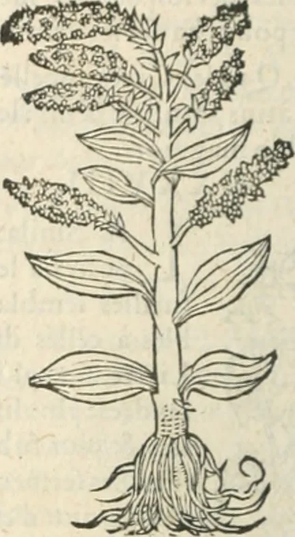 An illustration from [Les six livres de Pedacion Dioscoride d'Anazarbe de la matiere medicinale : translatez de latin en françois : a chacun chapitre sont aioustees certaines annotations fort doctes, & recueillies des plus excellens medecins, anciens, & modernes, 1553, leaf 309