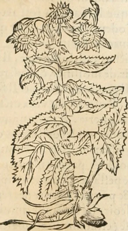 An illustration from [Les six livres de Pedacion Dioscoride d'Anazarbe de la matiere medicinale : translatez de latin en françois : a chacun chapitre sont aioustees certaines annotations fort doctes, & recueillies des plus excellens medecins, anciens, & modernes, 1553, leaf 31