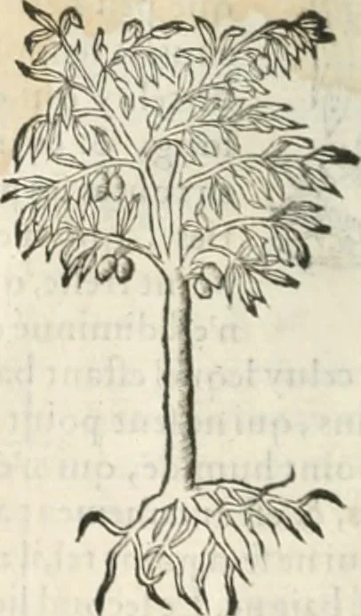 An illustration from [Les six livres de Pedacion Dioscoride d'Anazarbe de la matiere medicinale : translatez de latin en françois : a chacun chapitre sont aioustees certaines annotations fort doctes, & recueillies des plus excellens medecins, anciens, & modernes, 1553, leaf 31