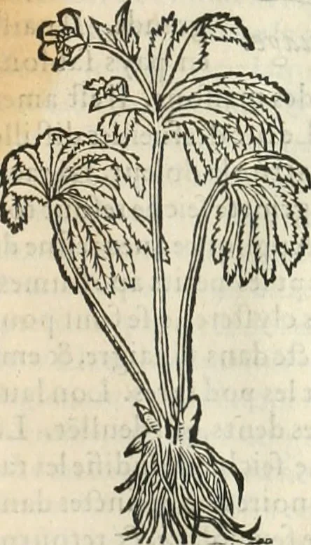 An illustration from [Les six livres de Pedacion Dioscoride d'Anazarbe de la matiere medicinale : translatez de latin en françois : a chacun chapitre sont aioustees certaines annotations fort doctes, & recueillies des plus excellens medecins, anciens, & modernes, 1553, leaf 310